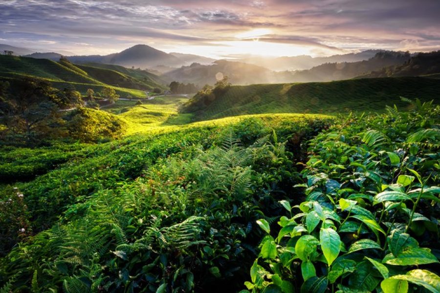 cameron highlands My holiday 2 Malaysia tour