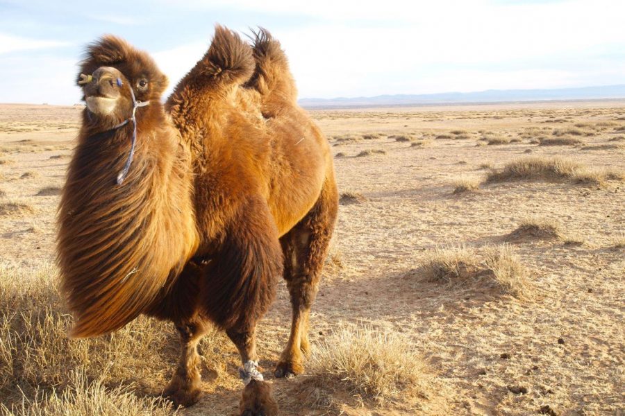 mongolia camel myholiday2