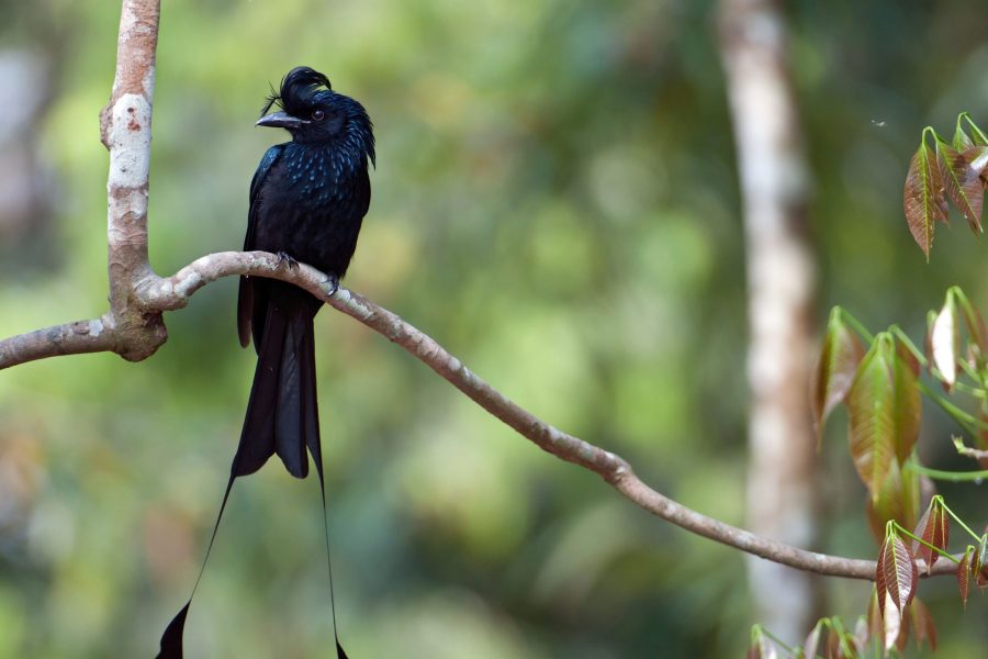 Tabin Wildlife Reserve bird watching tour