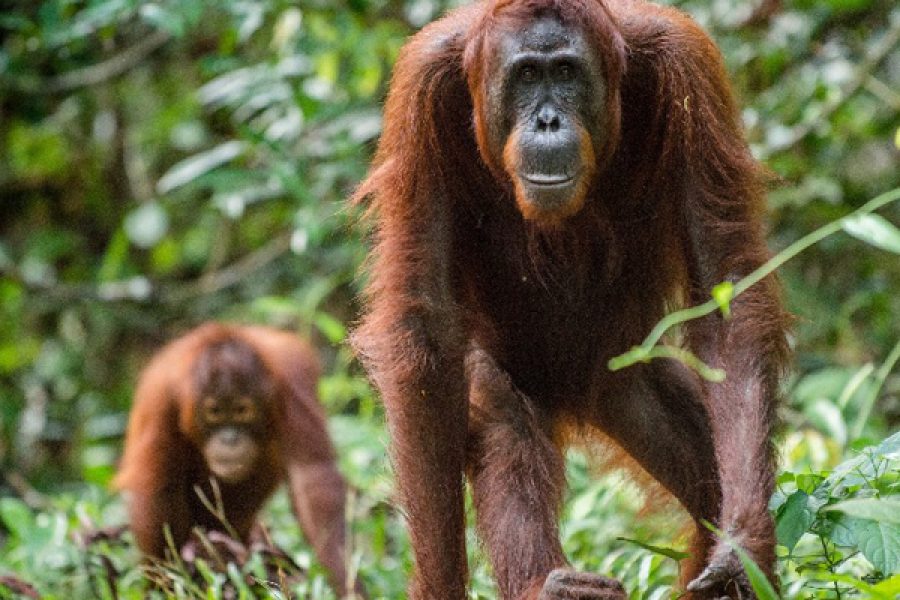 borneo holidays