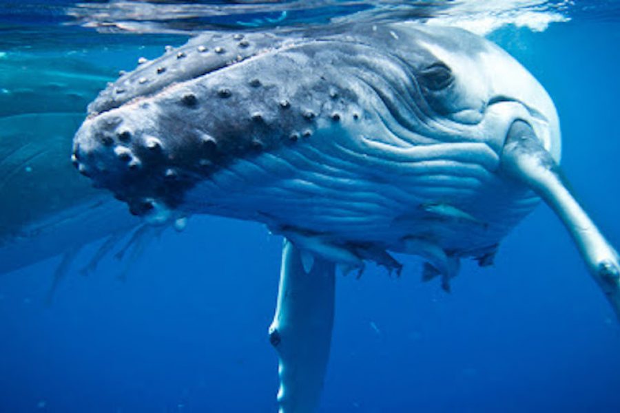 Whale Swim Tonga