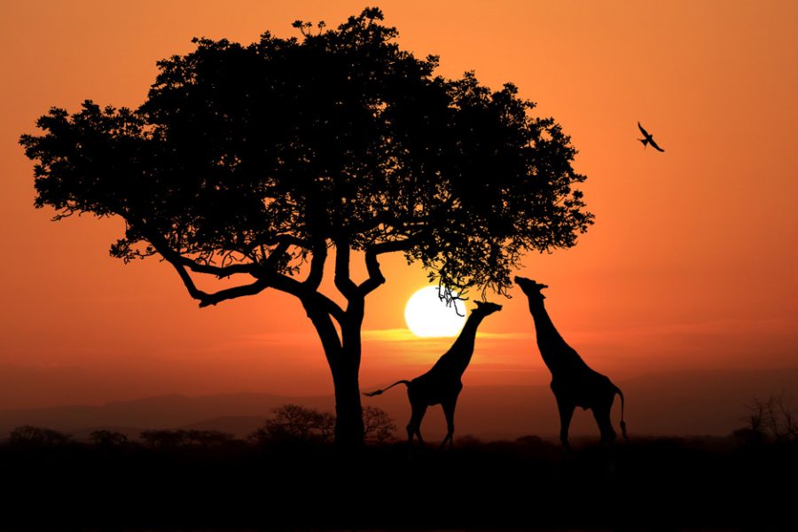 South African Giraffes at Sunset in Africa