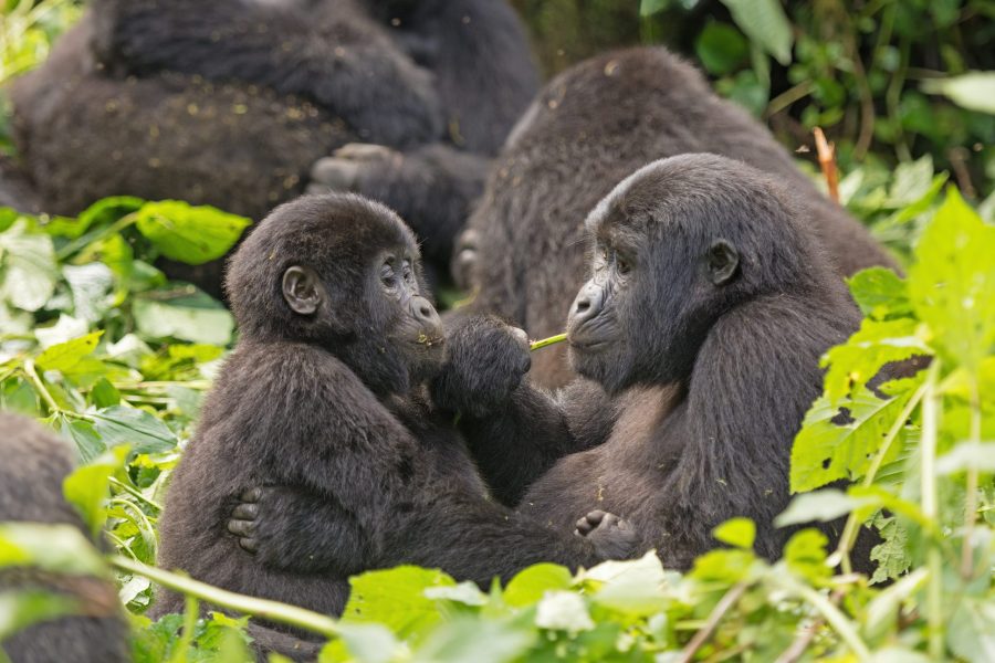 Uganda Rwanda Gorilla Trekking MyHoliday2