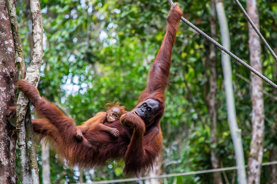 Orangutan hanging in a tree, holding a baby, in the nature of Borneo, Malaysia