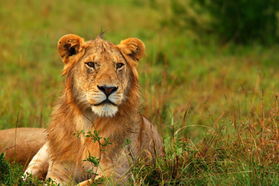 Portrait of young wild african lion. Africa. Kenya. Masai Mara