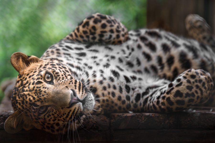 Sri Lankan leopard