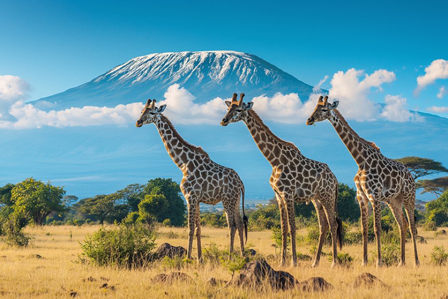 Kenya safari tour. Black friday travel deals