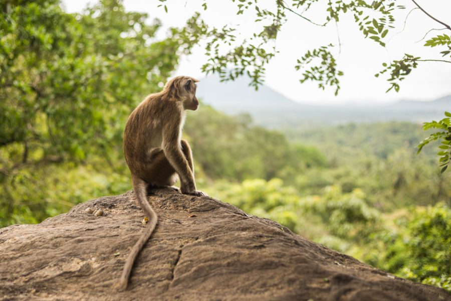 vecteezy_toque-macaque-monkey-sitting-and-looking-at-view-at-sri_35446030