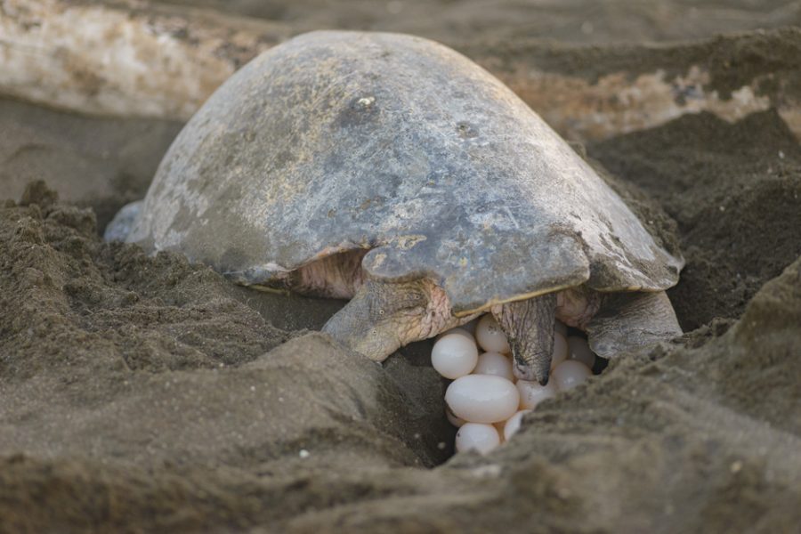 vecteezy_turtles-nesting-during-sunrise-at-ostional-beach-in-costa-rica_25405790